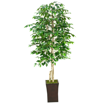 Picture of 7'FT GREEN FICUS TREE IN SQUARE PLANTER