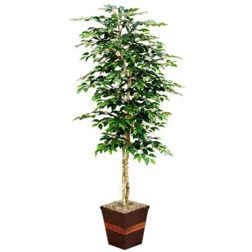 Picture of 7' GREEN FICUS IN BROWN PLANTER