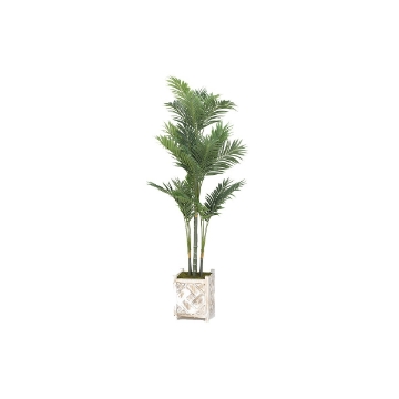 Picture of GOLDEN PALM IN SQAURE WOOD PLANTER