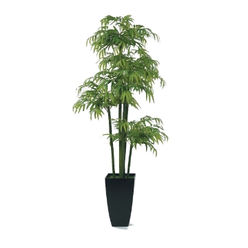 Picture of 7' BAMBOO TREE IN BLACK PLANTER
