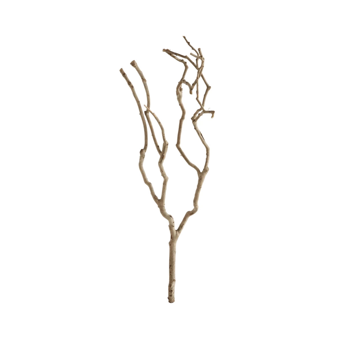 Picture of NATURAL TEA TREE BRANCH